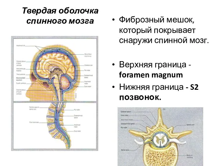 Твердая оболочка спинного мозга Фиброзный мешок, который покрывает снаружи спинной мозг.