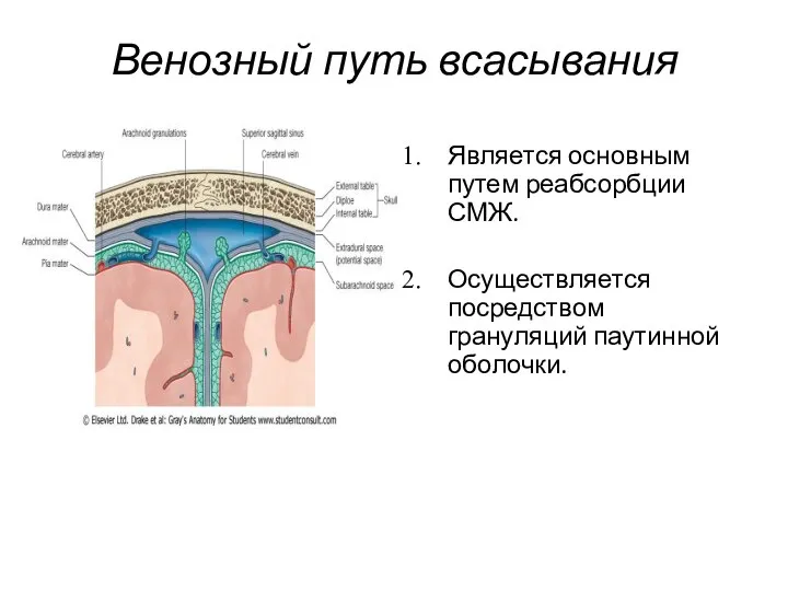 Венозный путь всасывания Является основным путем реабсорбции СМЖ. Осуществляется посредством грануляций паутинной оболочки.