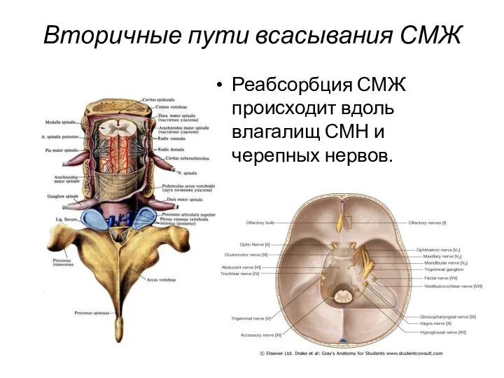 Вторичные пути всасывания СМЖ Реабсорбция СМЖ происходит вдоль влагалищ СМН и черепных нервов.