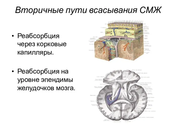 Вторичные пути всасывания СМЖ Реабсорбция через корковые капилляры. Реабсорбция на уровне эпендимы желудочков мозга.