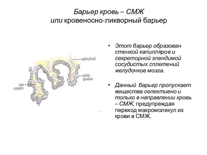 Барьер кровь – СМЖ или кровеносно-ликворный барьер Этот барьер образован стенкой