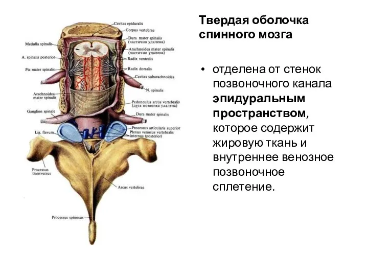 Твердая оболочка спинного мозга отделена от стенок позвоночного канала эпидуральным пространством,