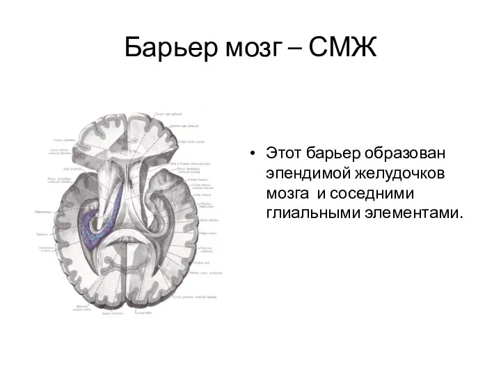 Барьер мозг – СМЖ Этот барьер образован эпендимой желудочков мозга и соседними глиальными элементами.