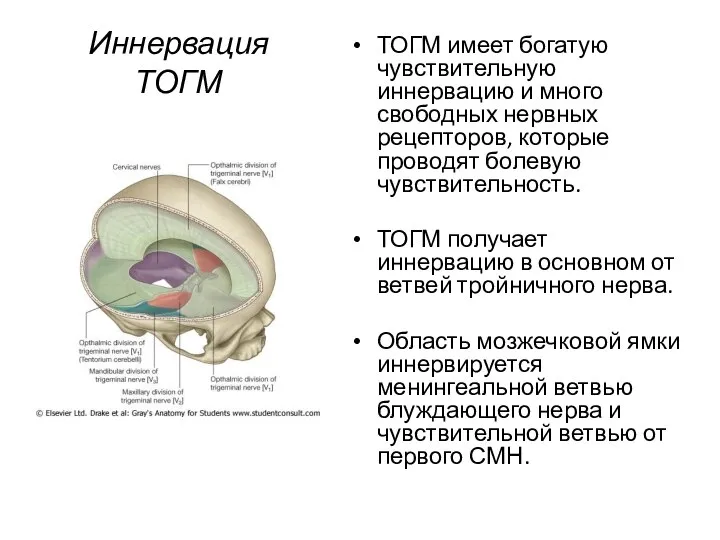 Иннервация ТОГМ ТОГМ имеет богатую чувствительную иннервацию и много свободных нервных