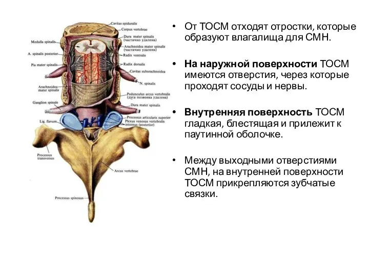 От ТОСМ отходят отростки, которые образуют влагалища для СМН. На наружной