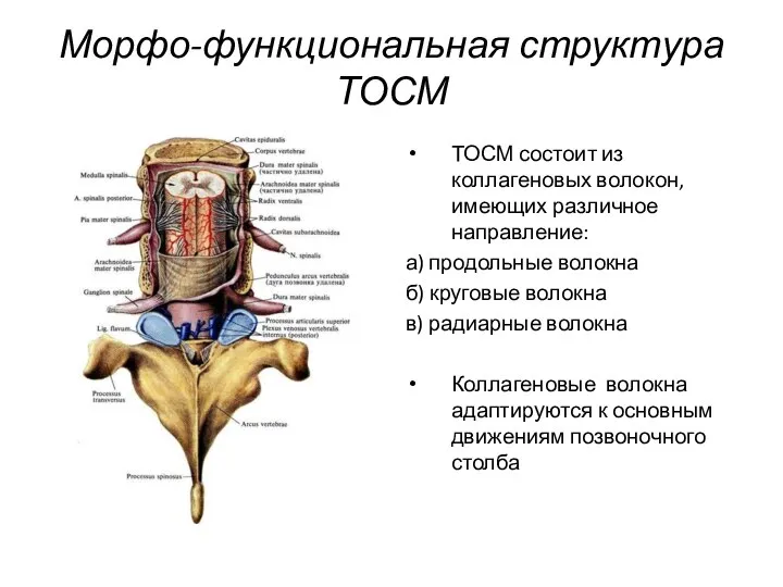 Морфо-функциональная структура ТОСМ ТОСМ состоит из коллагеновых волокон, имеющих различное направление: