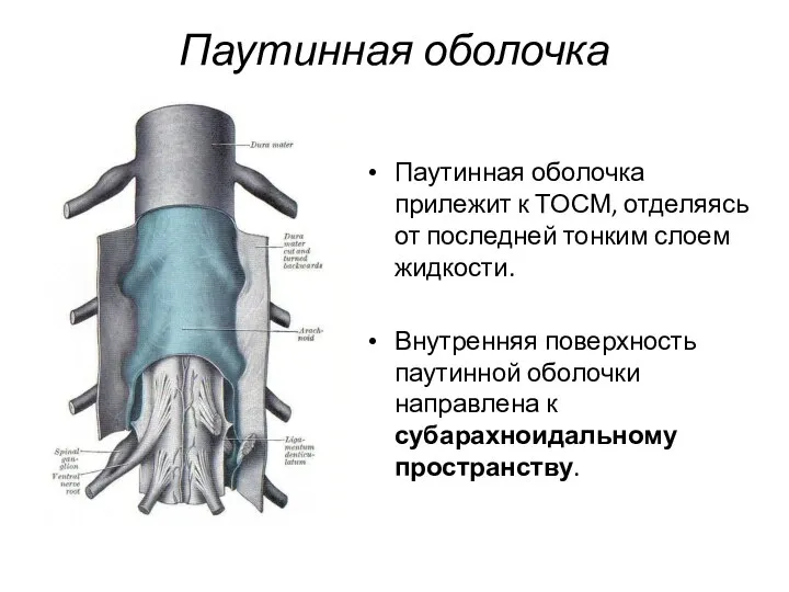 Паутинная оболочка Паутинная оболочка прилежит к ТОСМ, отделяясь от последней тонким