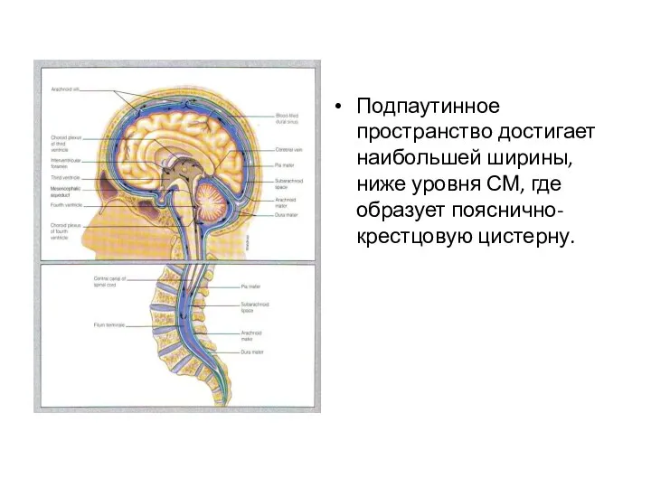 Подпаутинное пространство достигает наибольшей ширины, ниже уровня СМ, где образует пояснично-крестцовую цистерну.