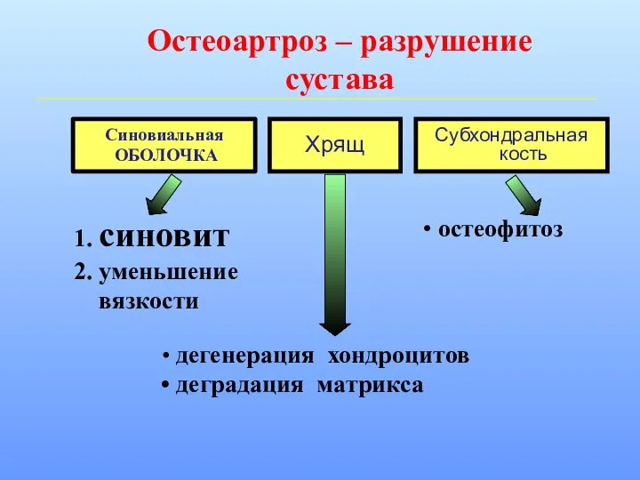 Остеоартроз – разрушение сустава Синовиальная ОБОЛОЧКА Хрящ Субхондральная кость 1. синовит