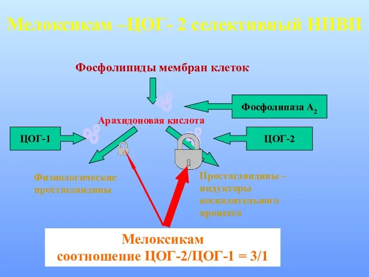 Мелоксикам –ЦОГ- 2 селективный НПВП Фосфолипиды мембран клеток Физиологические простагландины Простагландины