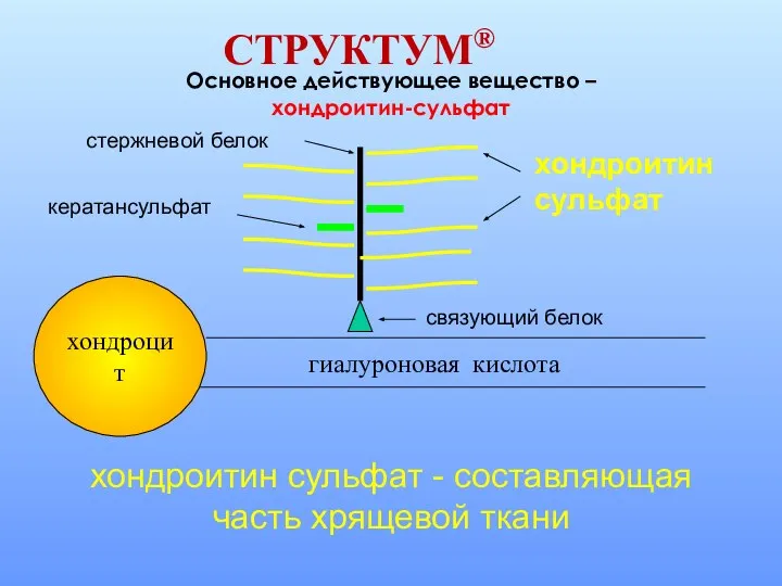 СТРУКТУМ® Основное действующее вещество – хондроитин-сульфат хондроитин сульфат - составляющая часть