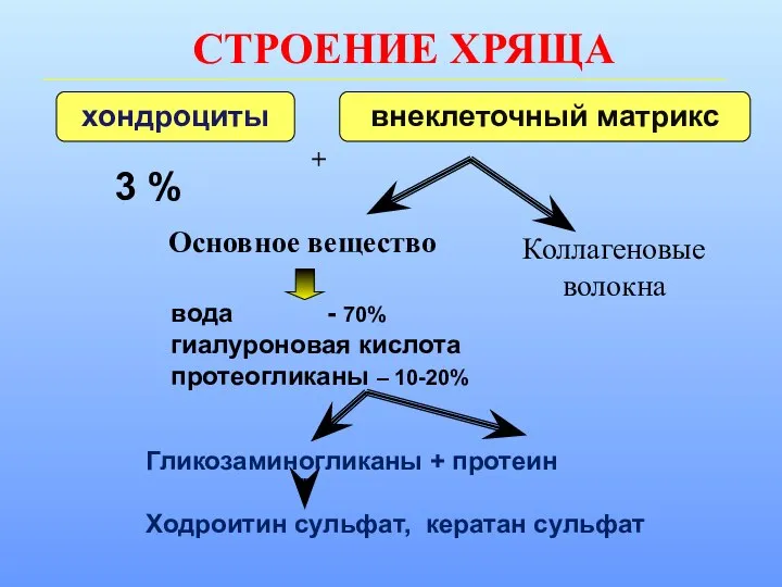 СТРОЕНИЕ ХРЯЩА хондроциты внеклеточный матрикс 3 % Основное вещество Коллагеновые волокна