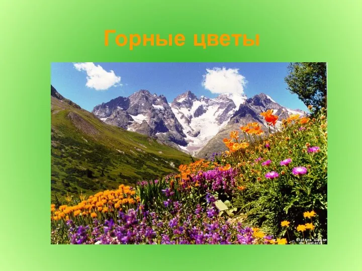 Горные цветы