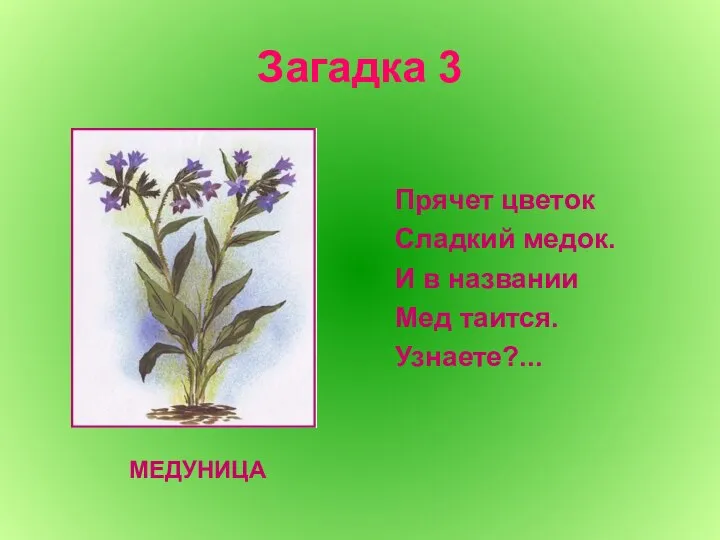 Загадка 3 Прячет цветок Сладкий медок. И в названии Мед таится. Узнаете?... МЕДУНИЦА