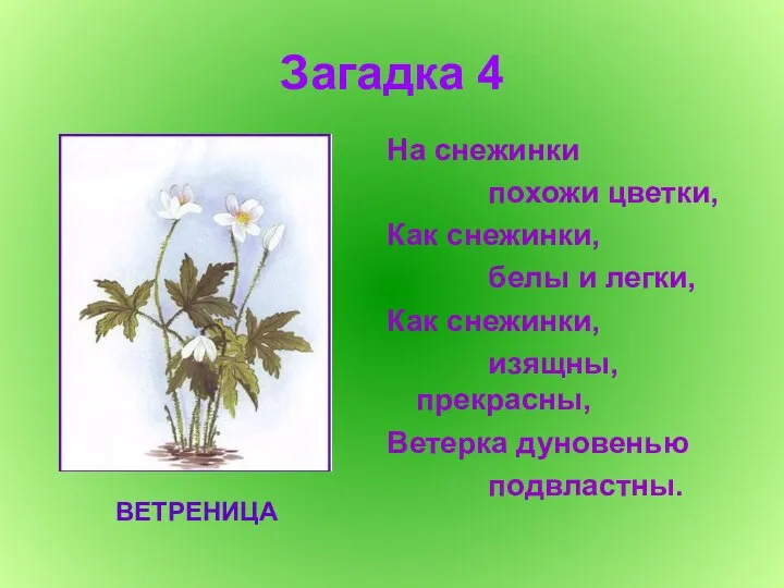 Загадка 4 На снежинки похожи цветки, Как снежинки, белы и легки,