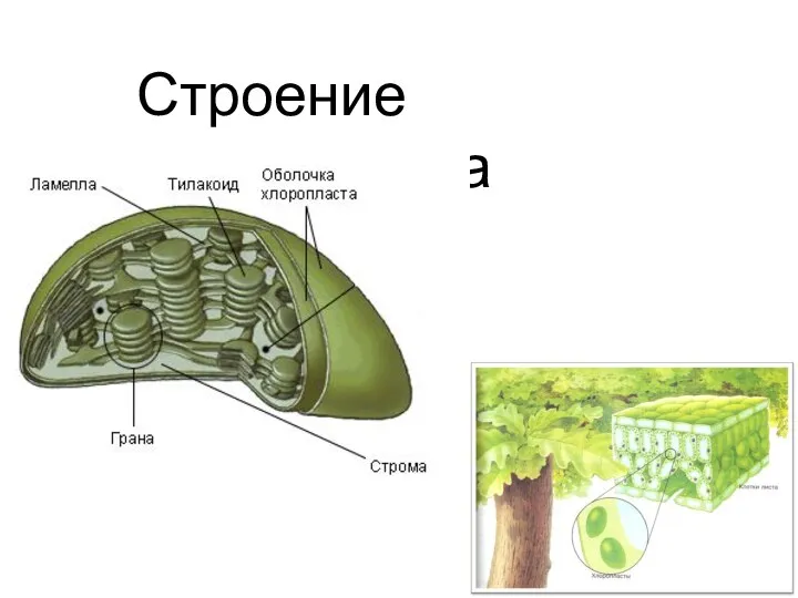 Строение хлоропласта