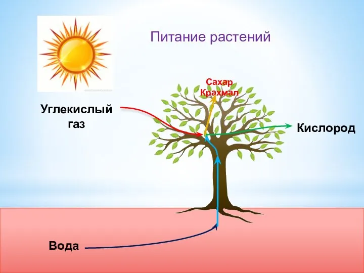 Вода Углекислый газ Сахар Крахмал Питание растений Кислород