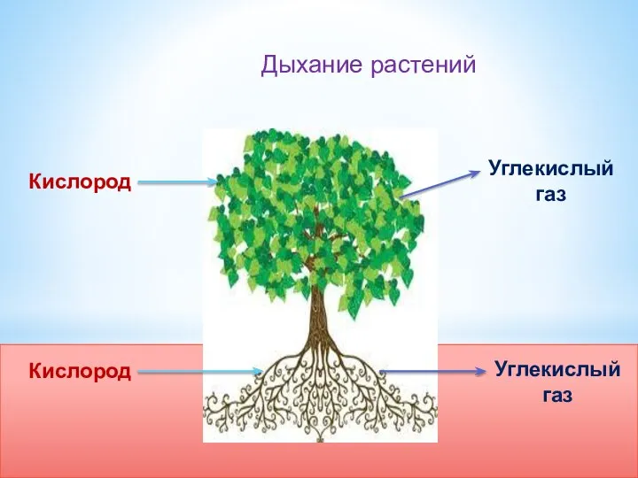 Дыхание растений Кислород Кислород Углекислый газ Углекислый газ