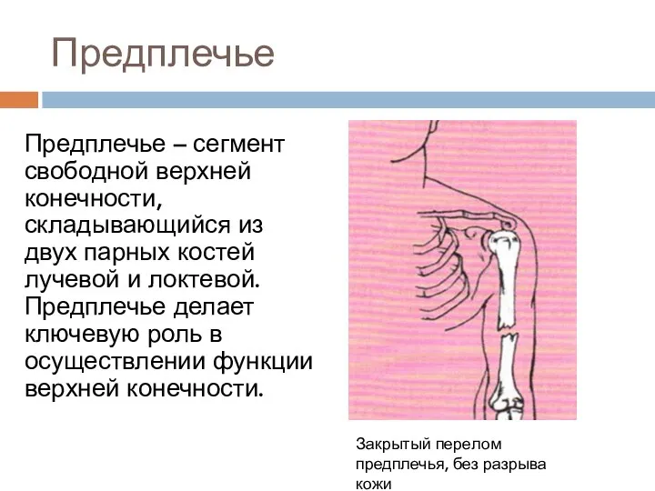 Предплечье Предплечье – сегмент свободной верхней конечности, складывающийся из двух парных