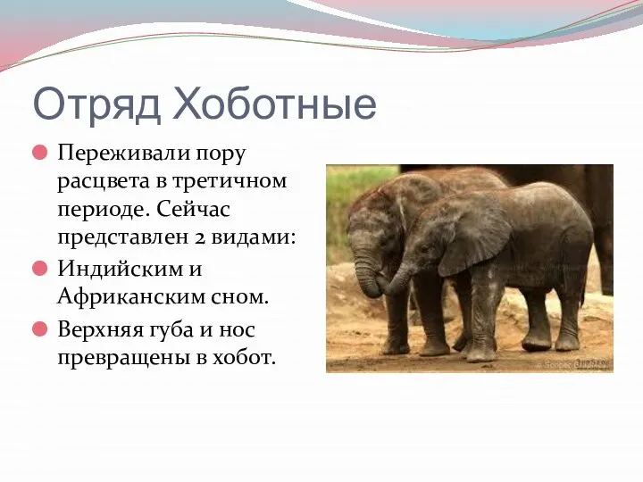 Отряд Хоботные Переживали пору расцвета в третичном периоде. Сейчас представлен 2