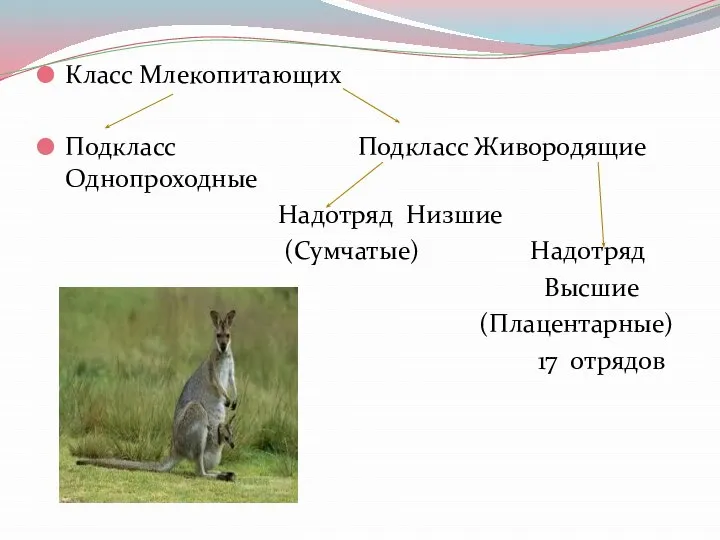 Класс Млекопитающих Подкласс Подкласс Живородящие Однопроходные Надотряд Низшие (Сумчатые) Надотряд Высшие (Плацентарные) 17 отрядов