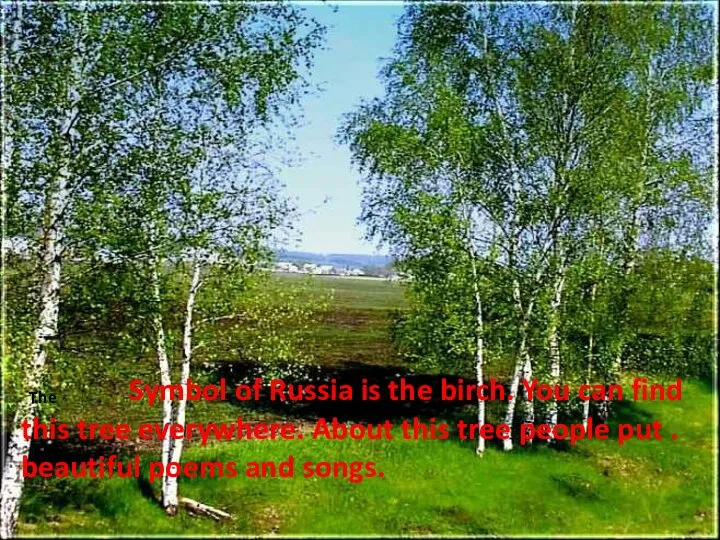 The Symbol of Russia is the birch. You can find this