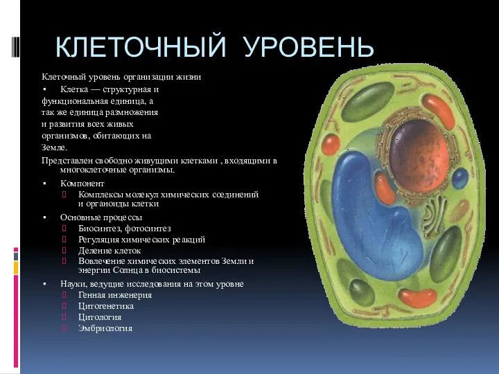 КЛЕТОЧНЫЙ УРОВЕНЬ Клеточный уровень организации жизни Клетка — структурная и функциональная