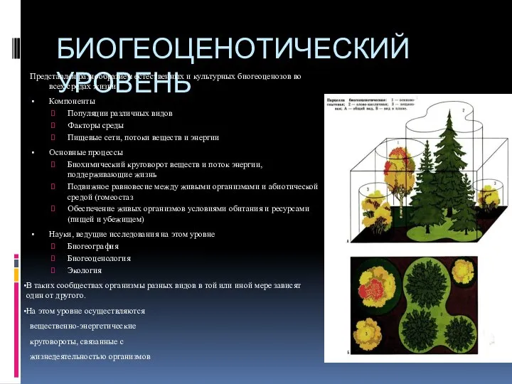 БИОГЕОЦЕНОТИЧЕСКИЙ УРОВЕНЬ Представлен разнообразием естественных и культурных биогеоценозов во всех средах