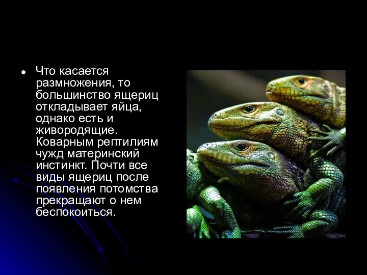 Что касается размножения, то большинство ящериц откладывает яйца, однако есть и