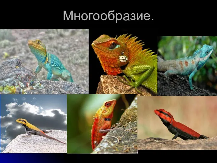 Многообразие.