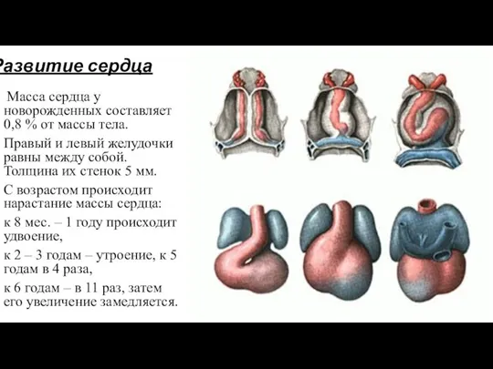 Развитие сердца Масса сердца у новорожденных составляет 0,8 % от массы