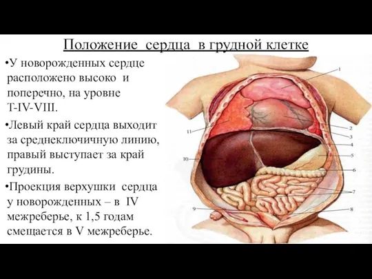 Положение сердца в грудной клетке У новорожденных сердце расположено высоко и