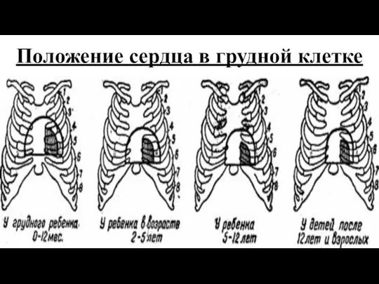 Положение сердца в грудной клетке