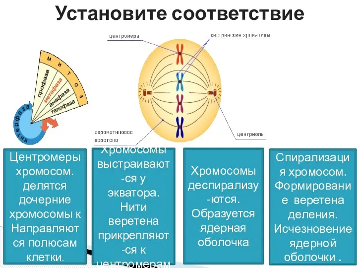 Установите соответствие Спирализация хромосом. Формирование веретена деления. Исчезновение ядерной оболочки .