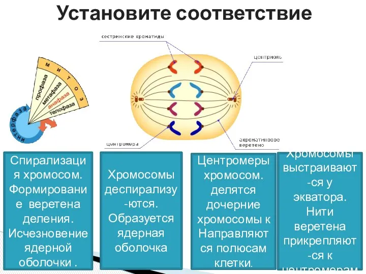 Установите соответствие Спирализация хромосом. Формирование веретена деления. Исчезновение ядерной оболочки .