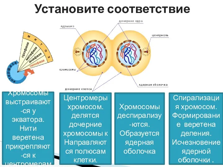 Установите соответствие Спирализация хромосом. Формирование веретена деления. Исчезновение ядерной оболочки .