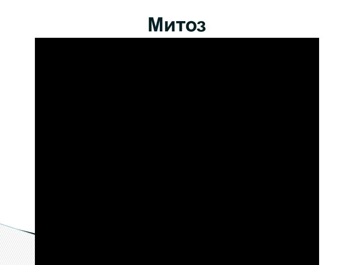 Митоз