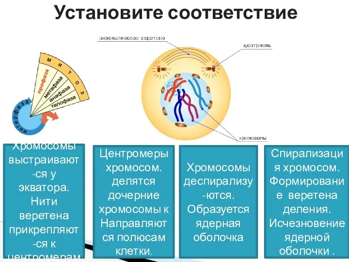 Установите соответствие Спирализация хромосом. Формирование веретена деления. Исчезновение ядерной оболочки .