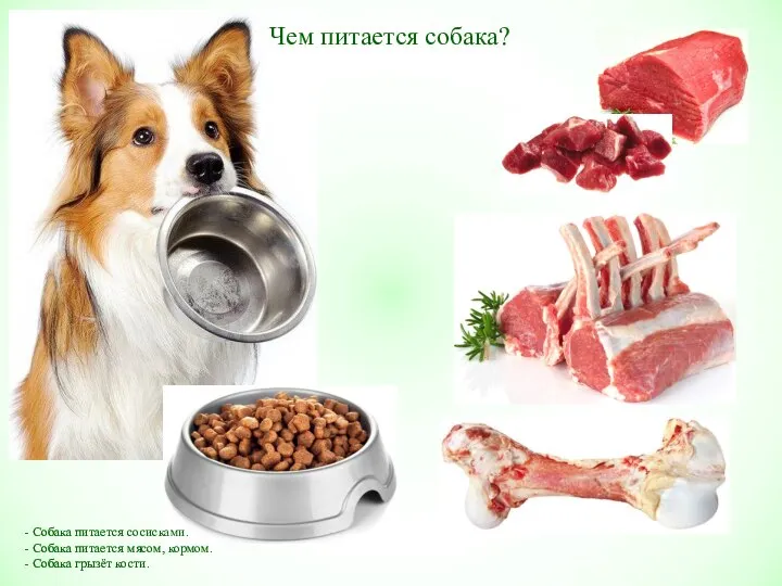 Чем питается собака? Собака питается сосисками. Собака питается мясом, кормом. Собака грызёт кости.