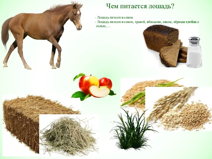 Чем питается лошадь? Лошадь питается сеном. Лошадь питается сеном, травой, яблоками,