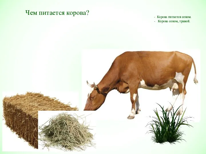 Чем питается корова? Корова питается сеном. Корова сеном, травой.