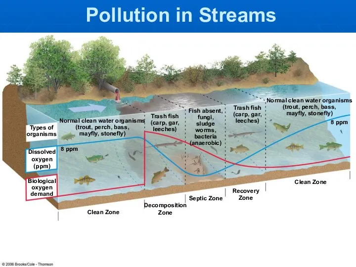 Pollution in Streams