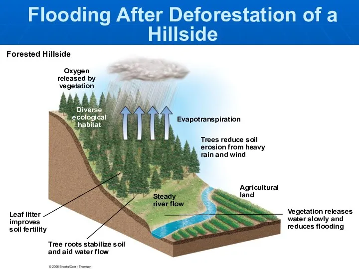 Oxygen released by vegetation Diverse ecological habitat Evapotranspiration Trees reduce soil