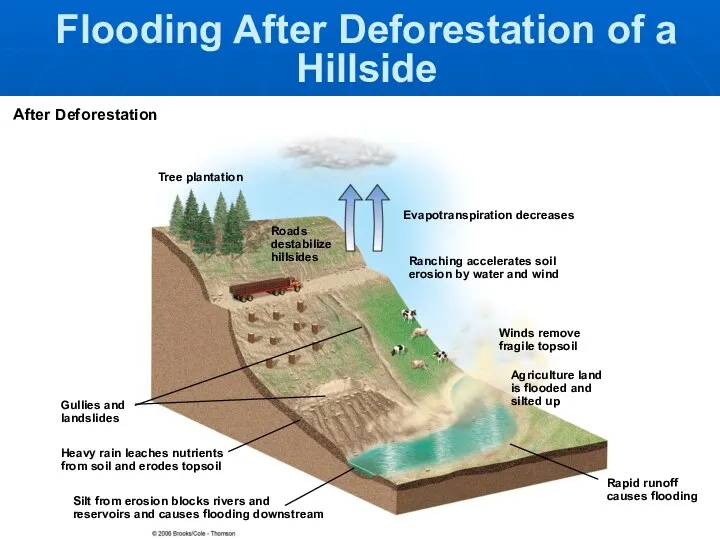 Tree plantation Evapotranspiration decreases Ranching accelerates soil erosion by water and