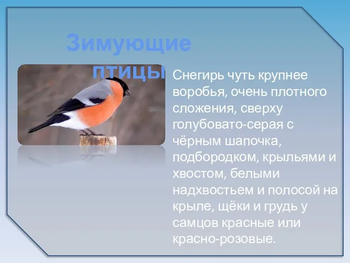 Снегирь чуть крупнее воробья, очень плотного сложения, сверху голубовато-серая с чёрным