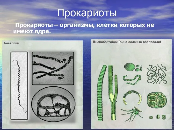 Прокариоты Прокариоты – организмы, клетки которых не имеют ядра.