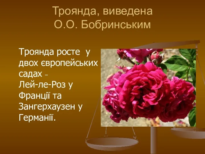 Троянда, виведена О.О. Бобринським Троянда росте у двох європейських садах –