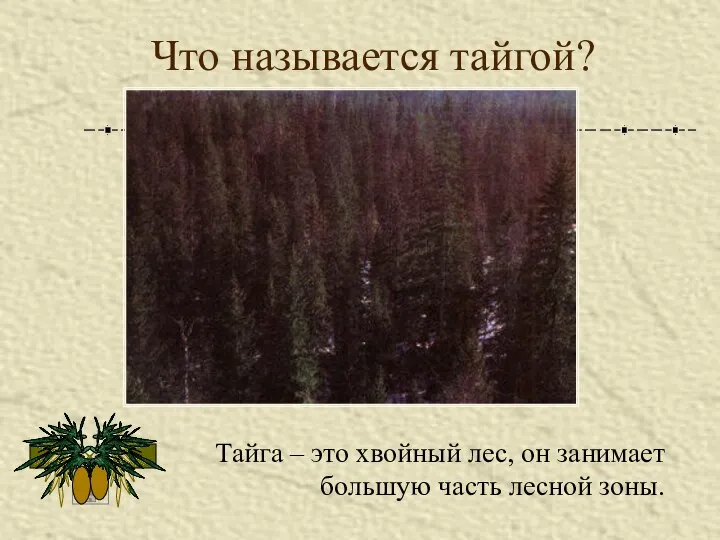 Что называется тайгой? Тайга – это хвойный лес, он занимает большую часть лесной зоны.