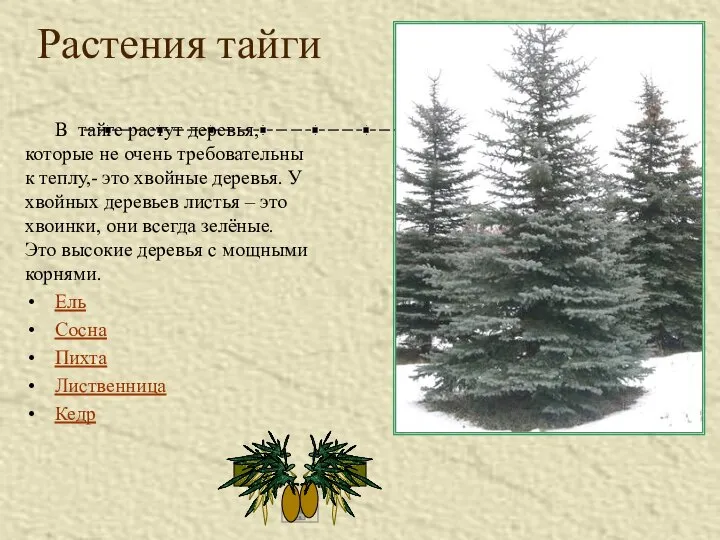 Растения тайги В тайге растут деревья, которые не очень требовательны к