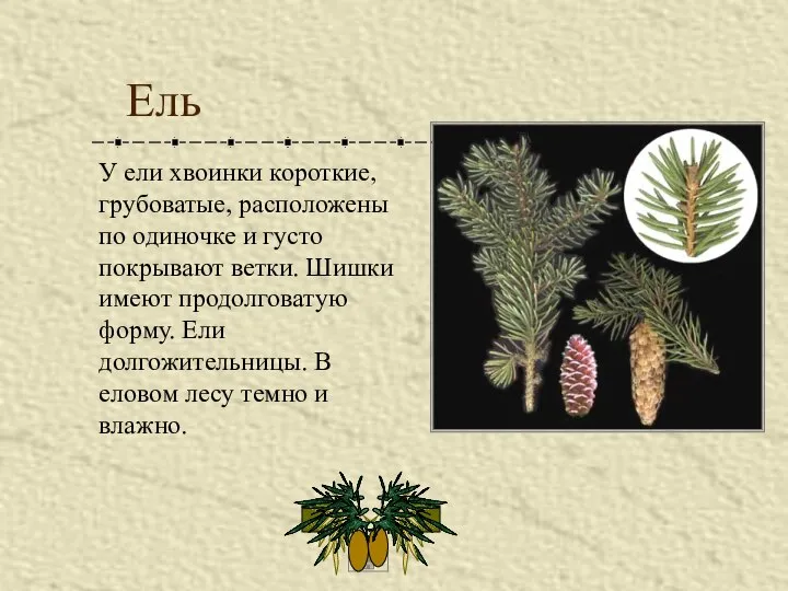 Ель У ели хвоинки короткие, грубоватые, расположены по одиночке и густо